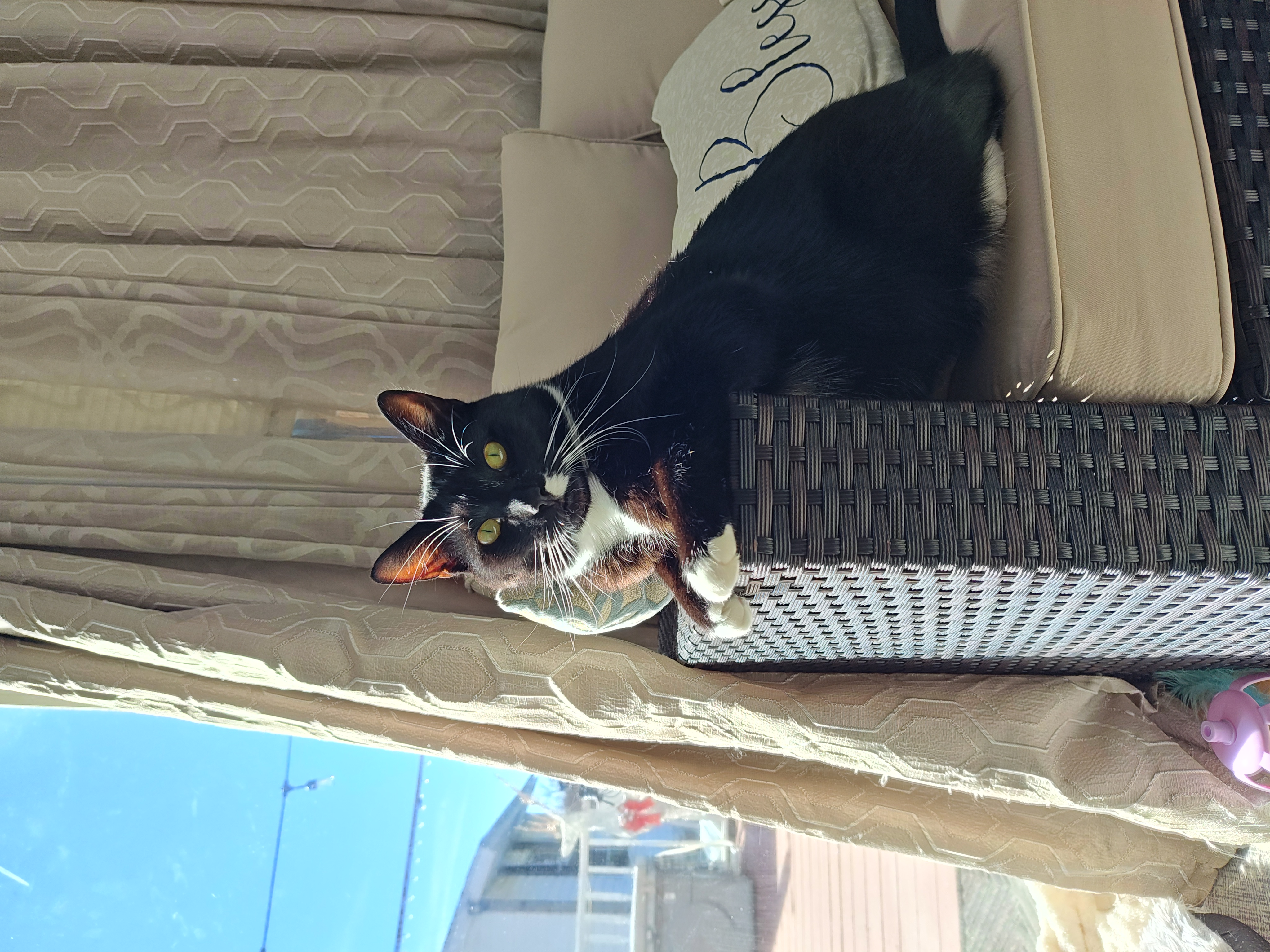 A Picture of a Black and White Tuxedo cat named Socks.